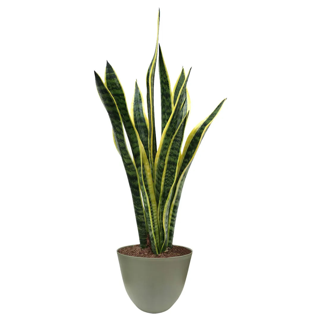 Sansevieria Laurentii altezza 60 cm