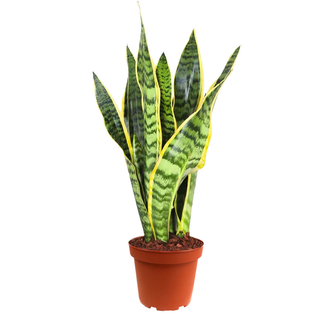 Sansevieria Laurentii - Altezza Pianta 35 cm