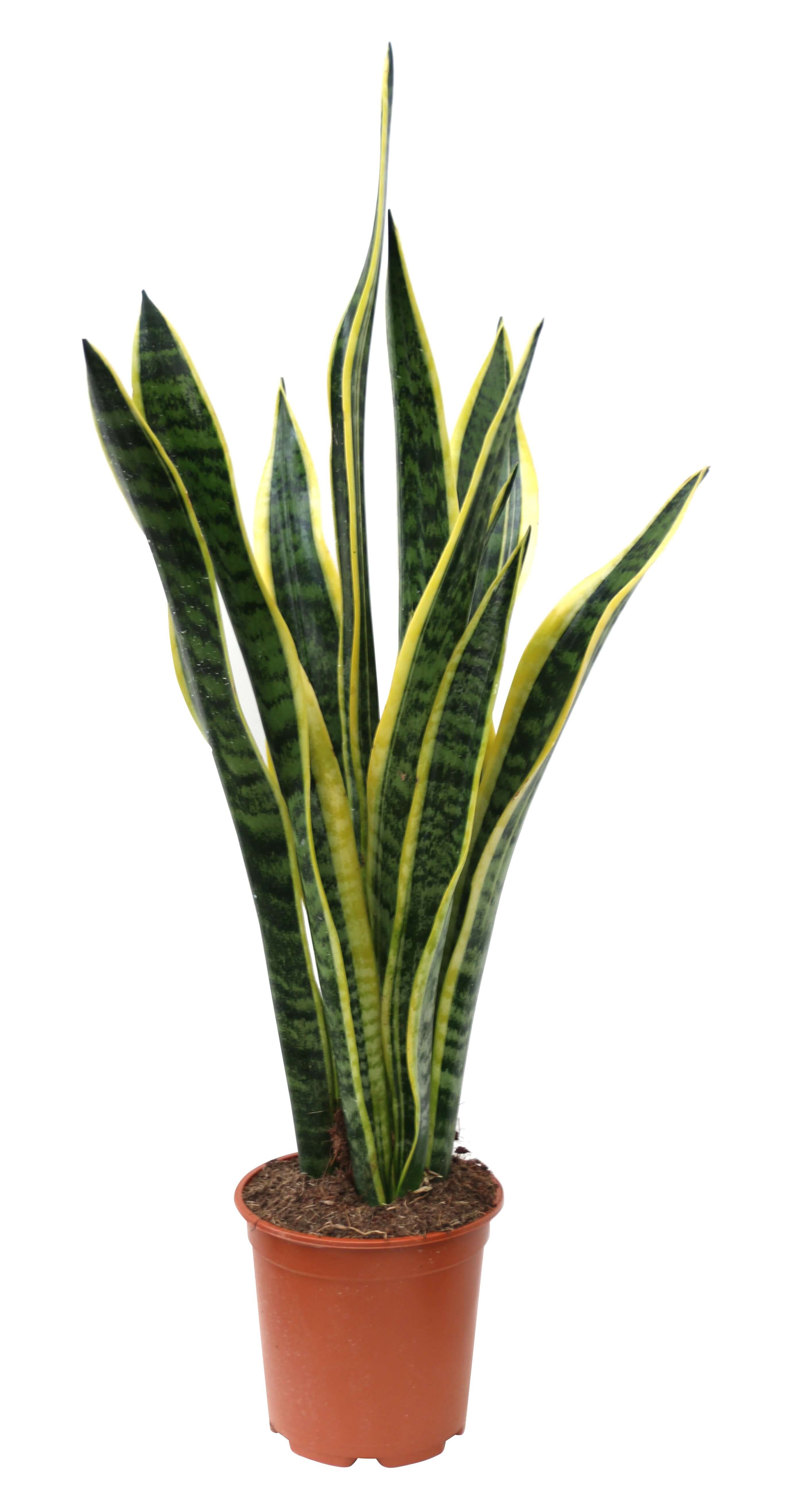 Sansevieria Laurentii altezza 60 cm