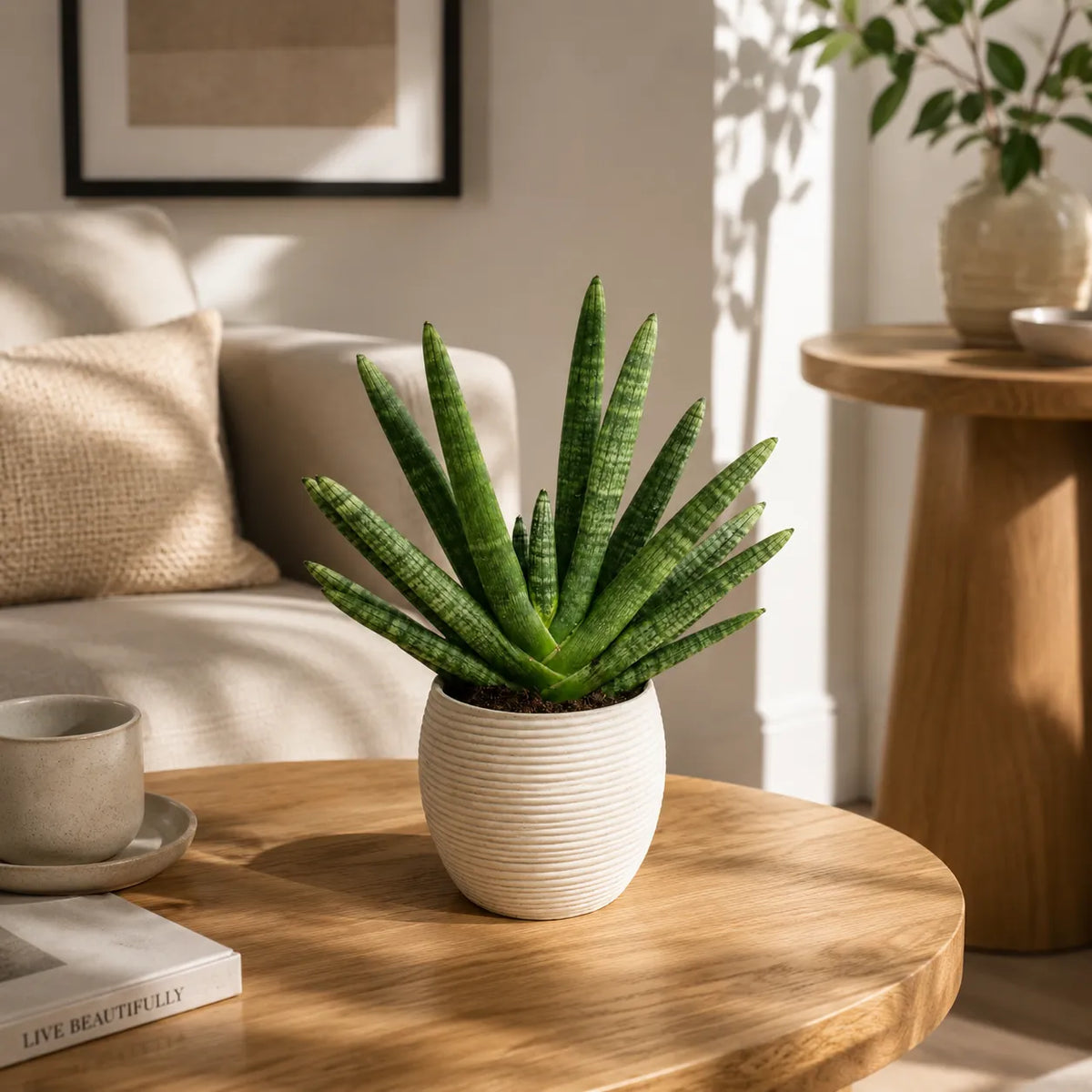 Sansevieria swasdii in vaso Sally  D.17 H.43 cm