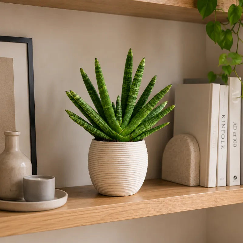 Sansevieria swasdii in vaso Sally  D.17 H.43 cm