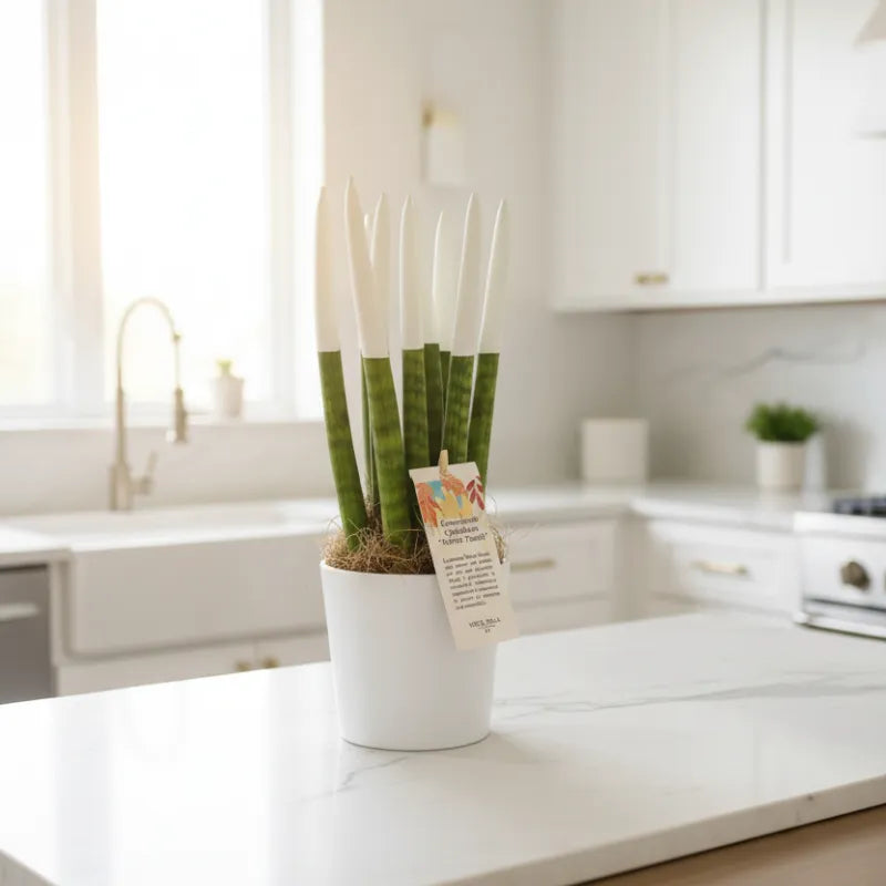 Sansevieria Velvet Touch bianca