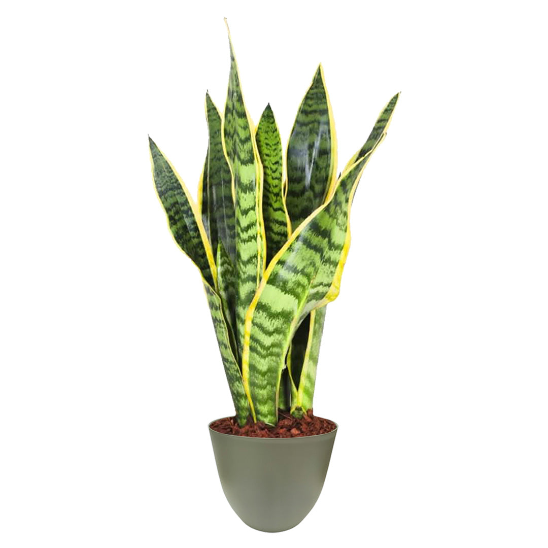 Sansevieria Laurentii - Altezza Pianta 35 cm