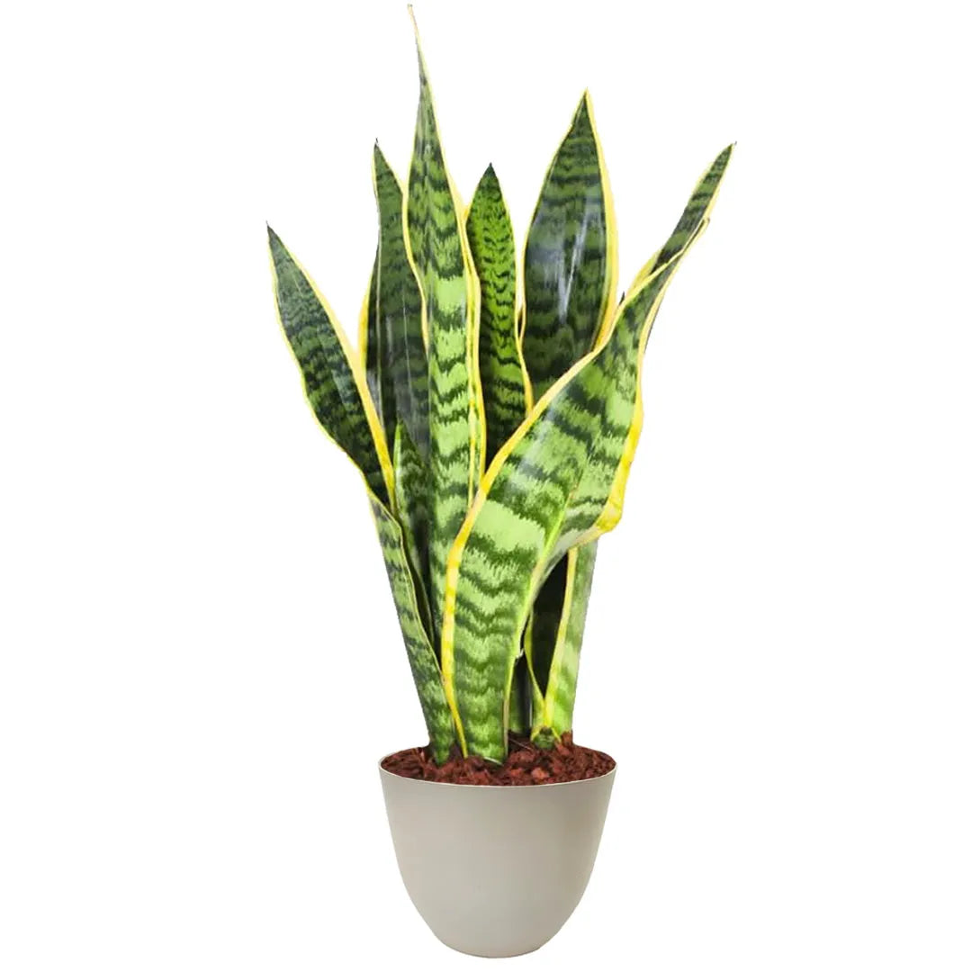 Sansevieria Laurentii - Altezza Pianta 40 cm