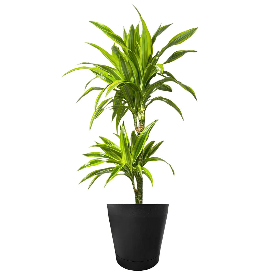 Dracaena Lemon Lime