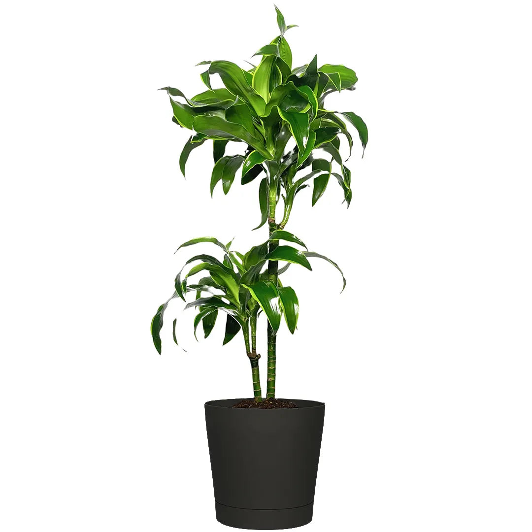 Dracaena 'Dorado' - Altezza Pianta 100 cm