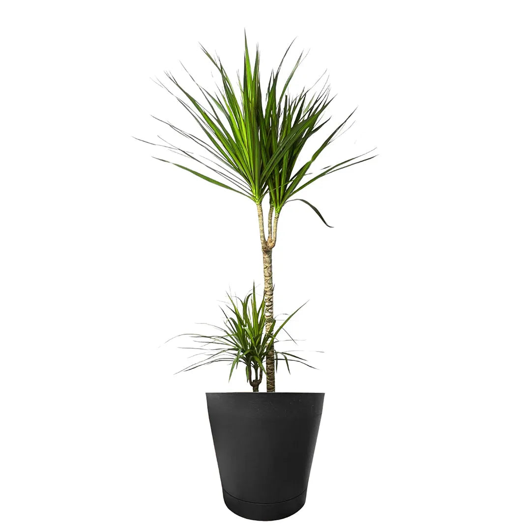Dracaena Marginata - Altezza Pianta 100 cm, Vaso Diametro 24 cm