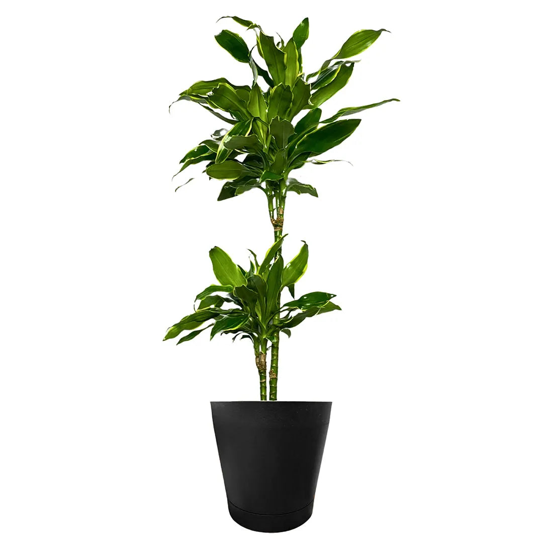 Dracaena Golden Coast
