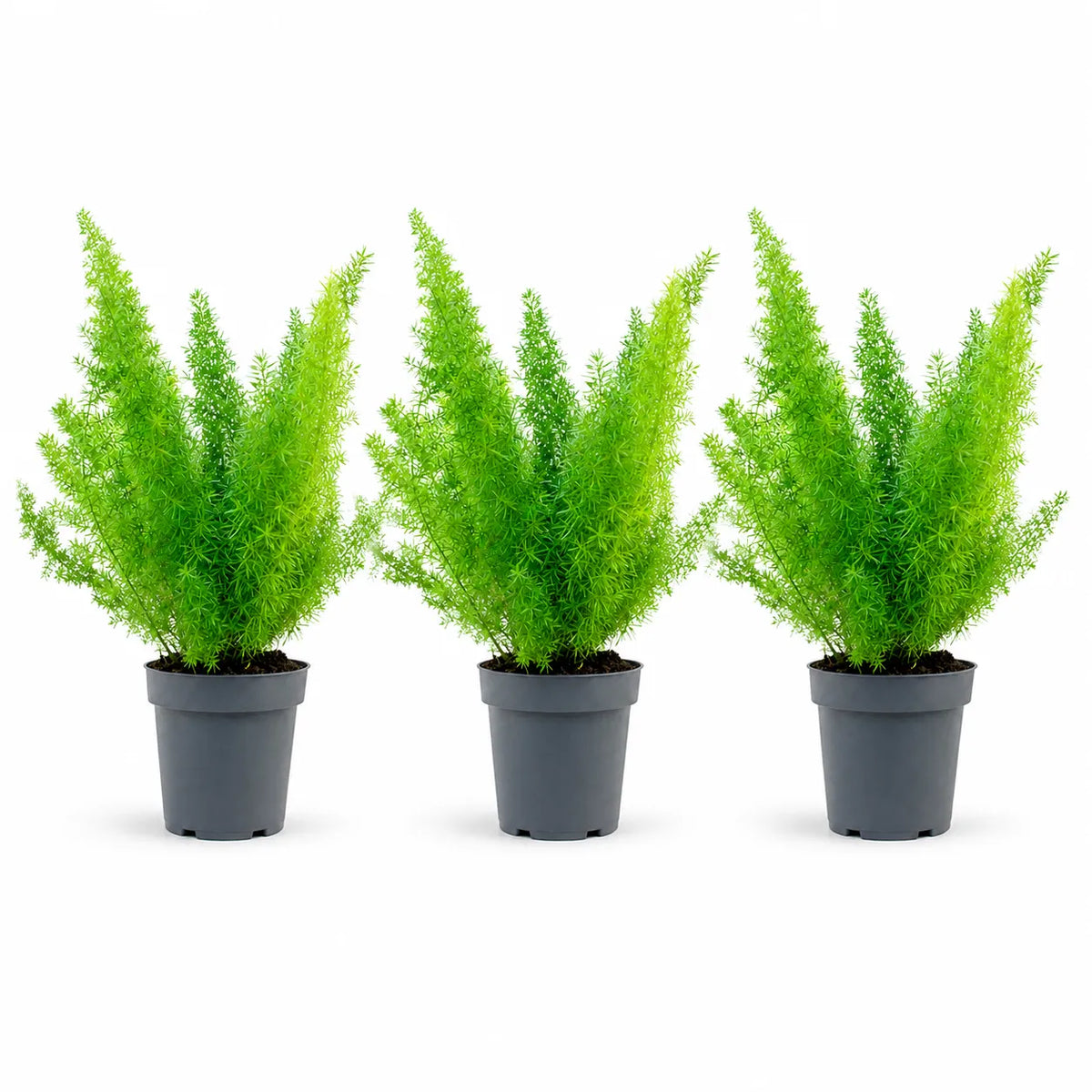 Asparagus sprengerii D.12 H.25 cm