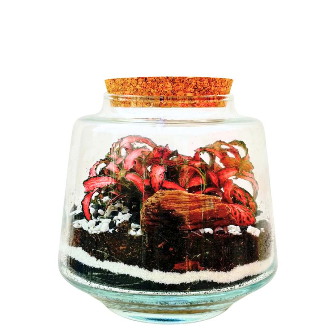 Il Kit Terrarium "Il Mondo di Giulia"
