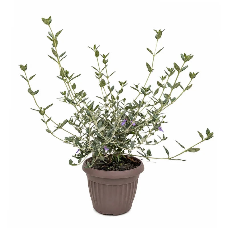Teucrium Fruticans D.18 H.40 cm