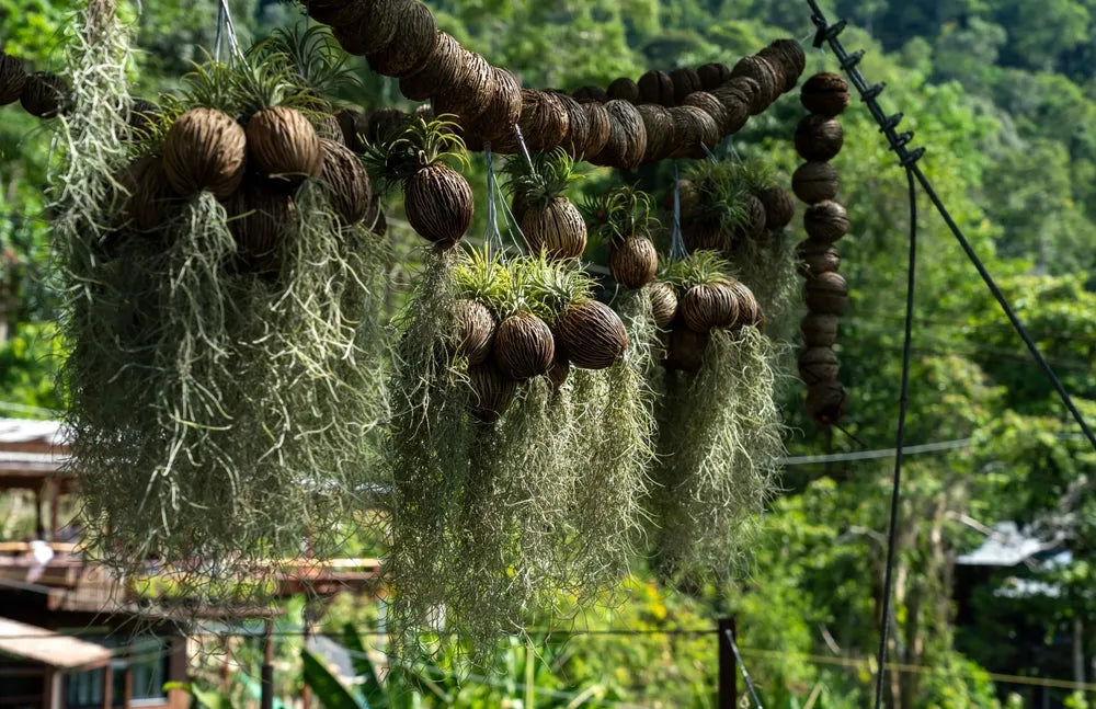 Tillandsia Usneoides  extra  90/100 cm.