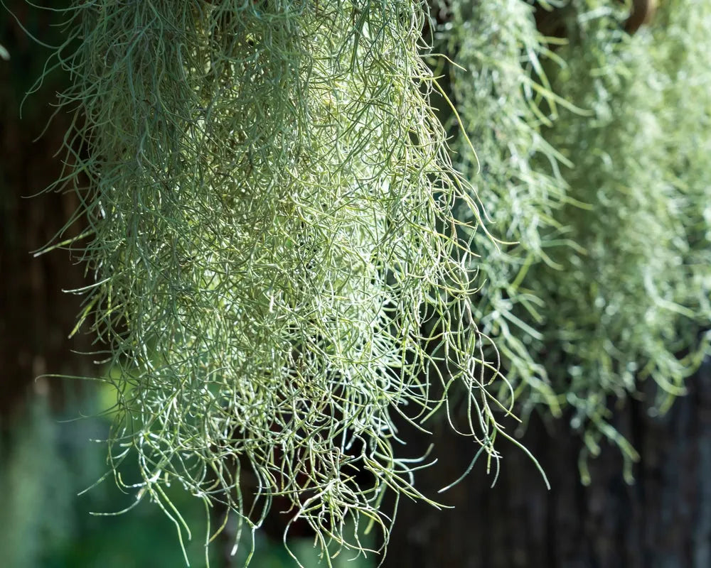 Tillandsia Usneoides L.60 cm.