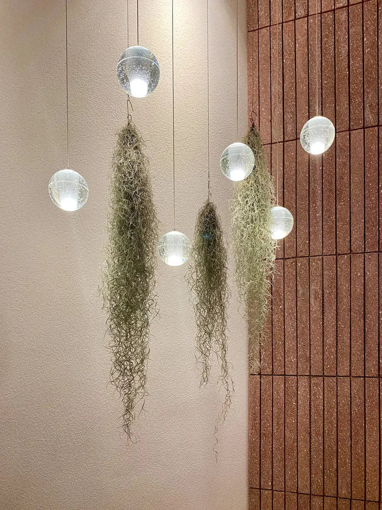 Tillandsia Usneoides  extra  90/100 cm.