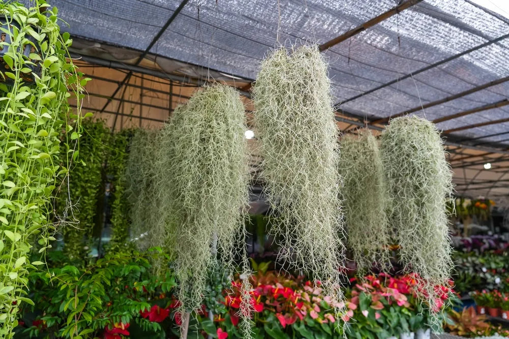 Tillandsia Usneoides L.60 cm.