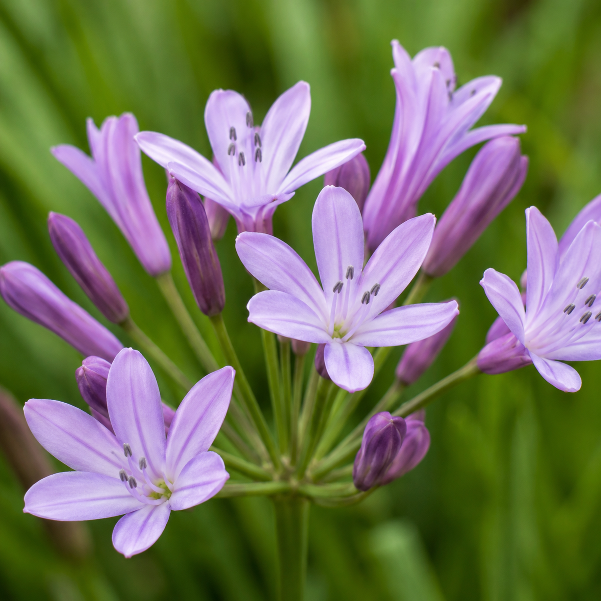 Tulbaghia Violacea D.18 H.75 cm