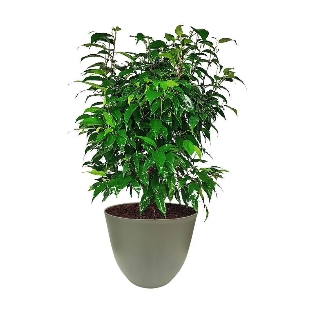 Ficus Benjamin D.19