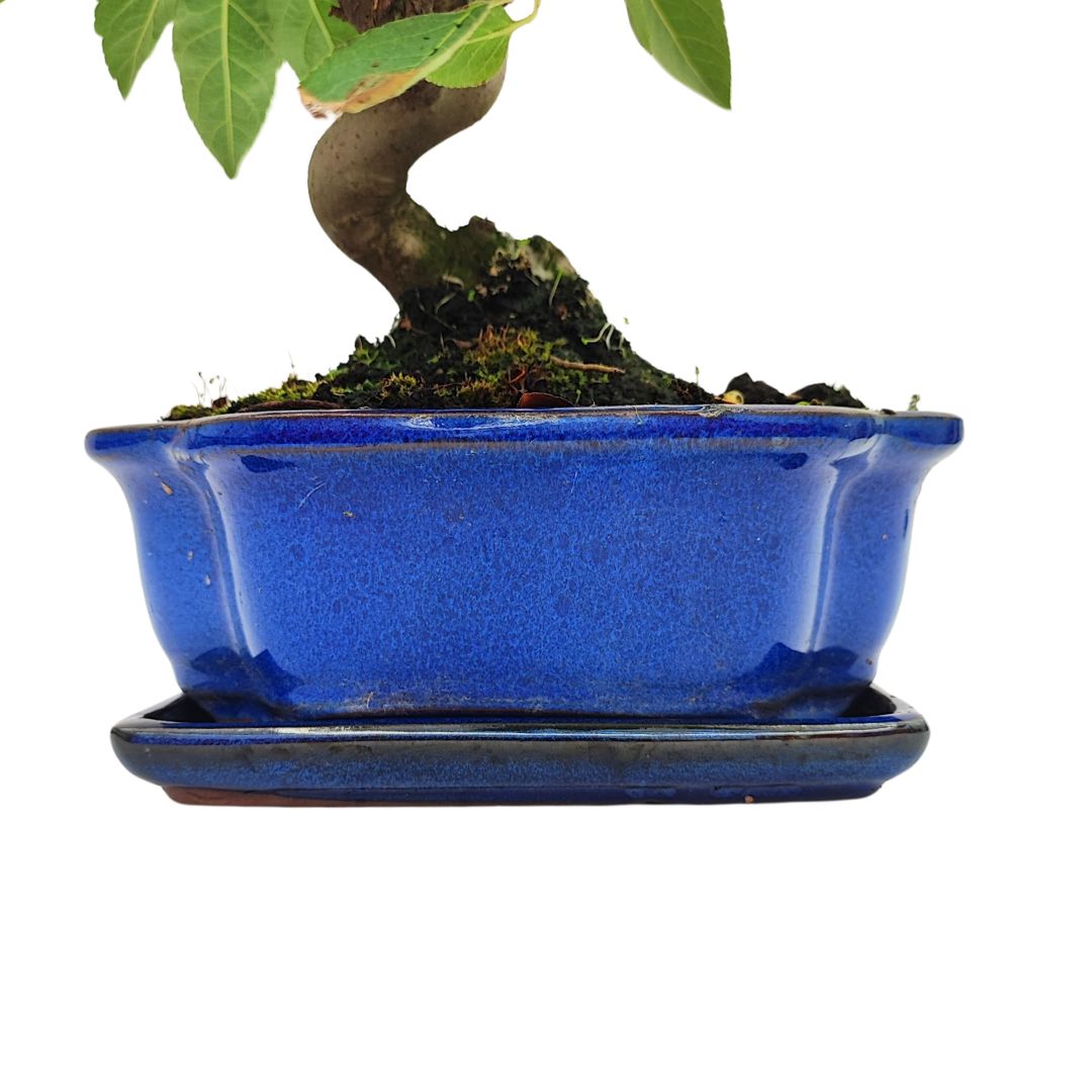 Bonsai Melo 10 Anni - Collezione Premium