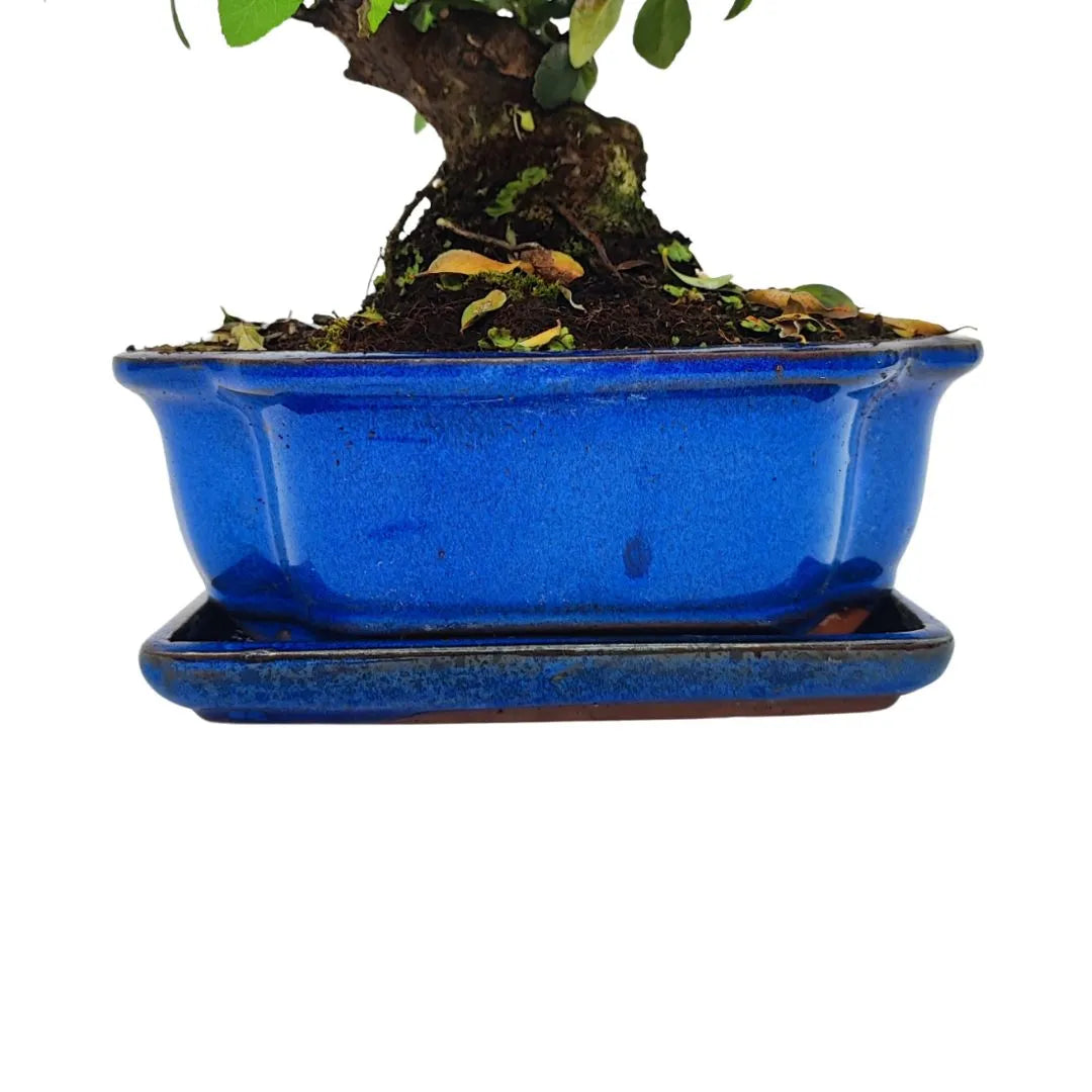 Bonsai Pyracantha Coccinea 10 Anni - Collezione Premium