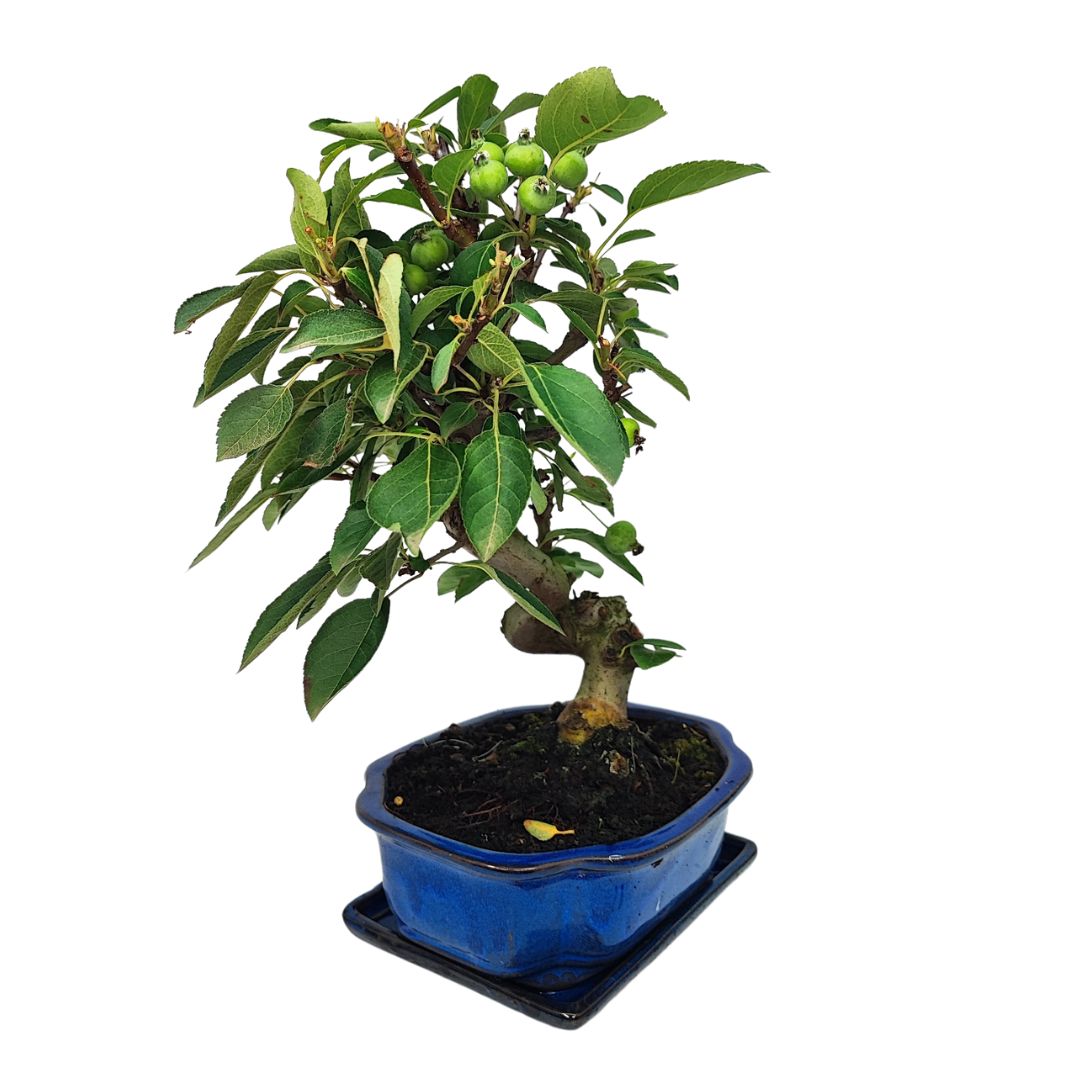 Bonsai Melo 10 Anni - Collezione Premium