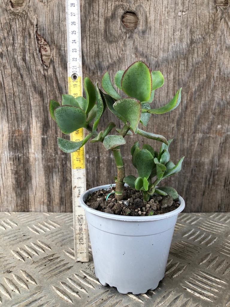 Pianta di Crassula Arborescens Undulatifolia