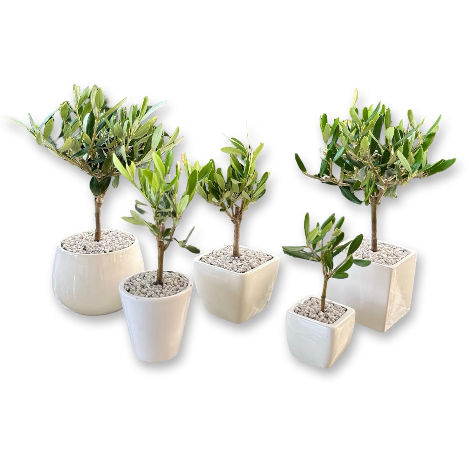 Set Piantine Ulivo per bomboniere in vaso ceramica quadrato CERTIFICATE