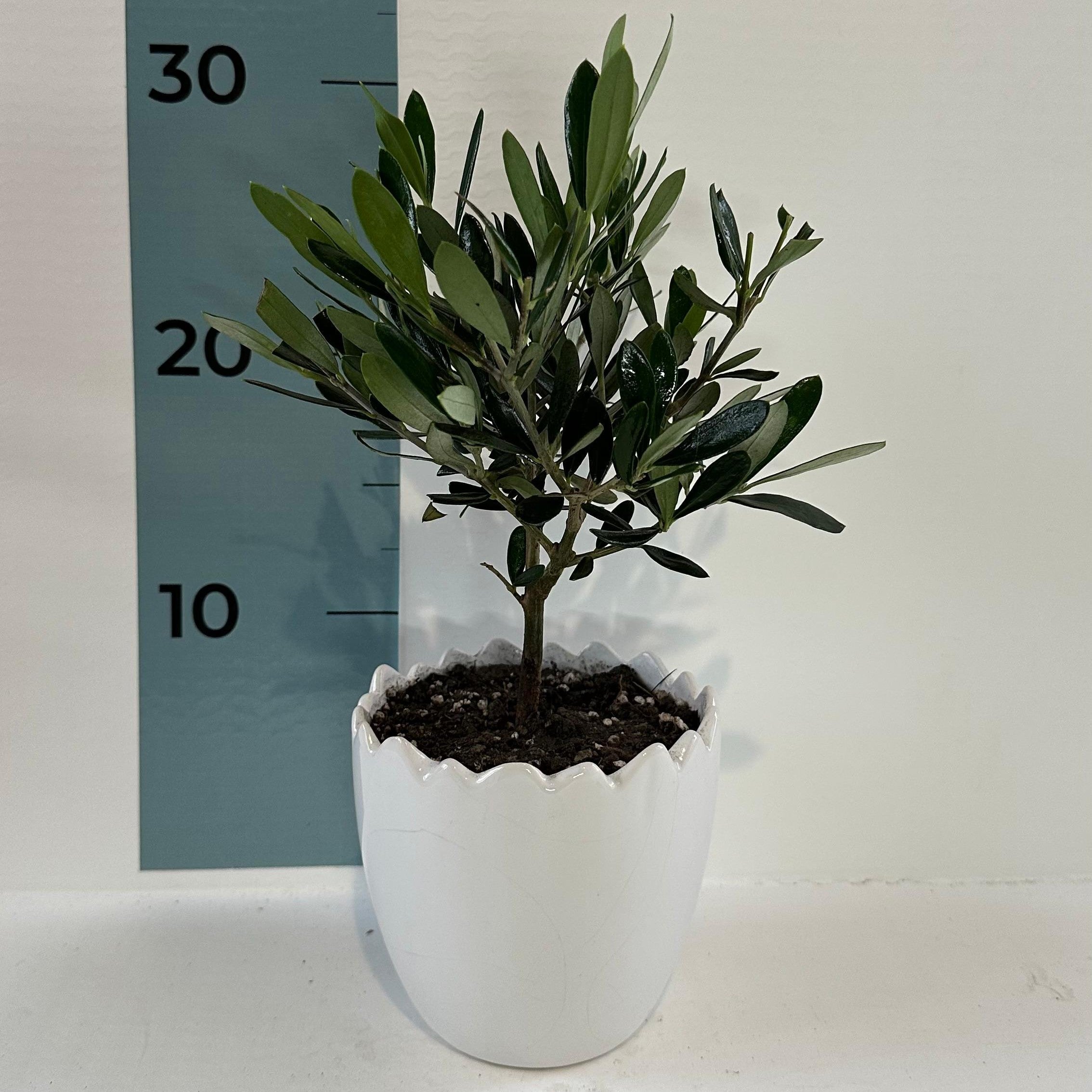 Set Piantine Ulivo in vaso uovo tema pasqua in ceramica CERTIFICATE