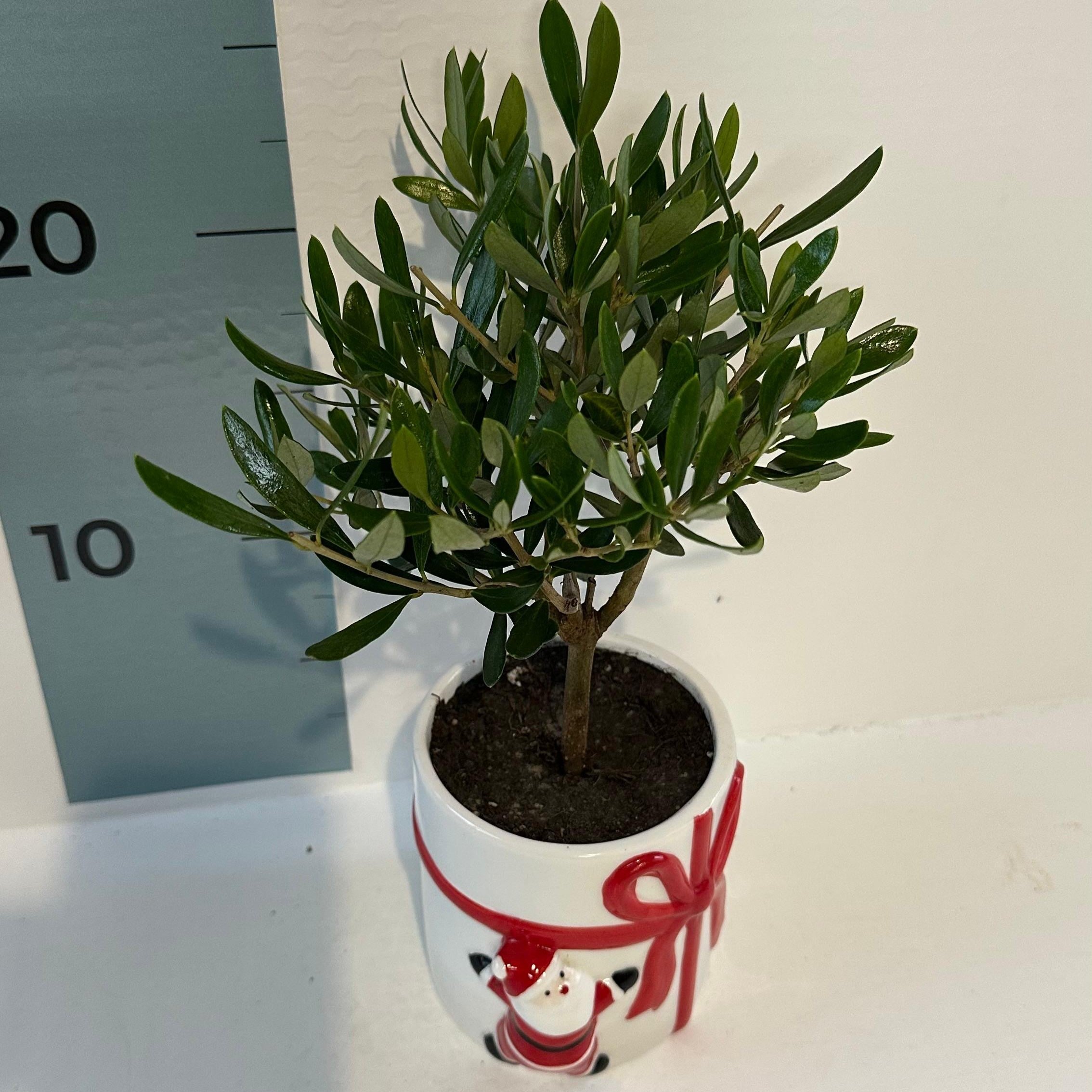 Set Piantine Ulivo per bomboniere in vaso natalizio ceramica CERTIFICATE