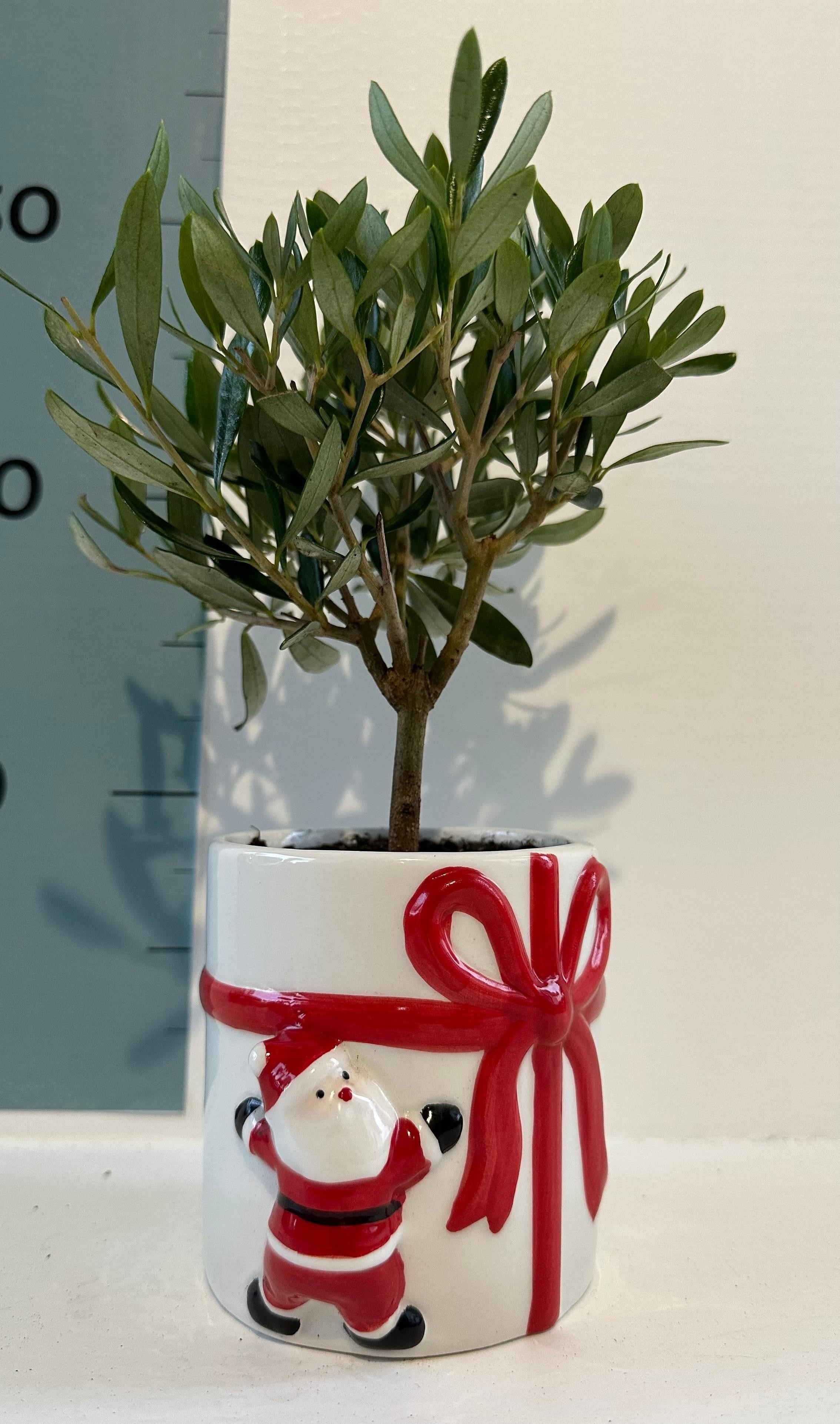 Set Piantine Ulivo per bomboniere in vaso natalizio ceramica CERTIFICATE