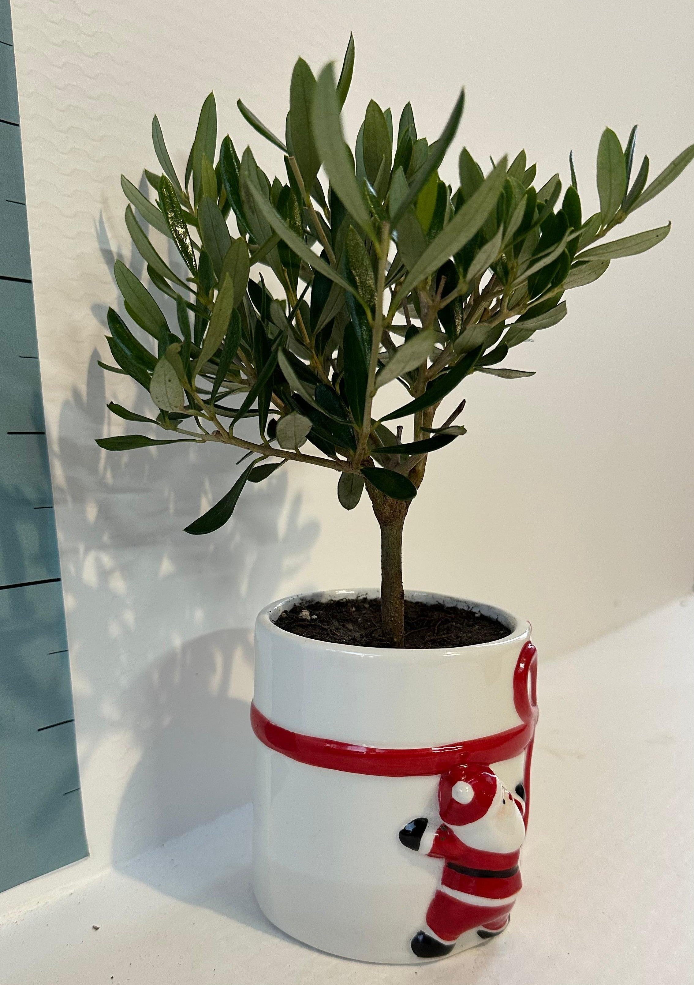 Set Piantine Ulivo per bomboniere in vaso natalizio ceramica CERTIFICATE