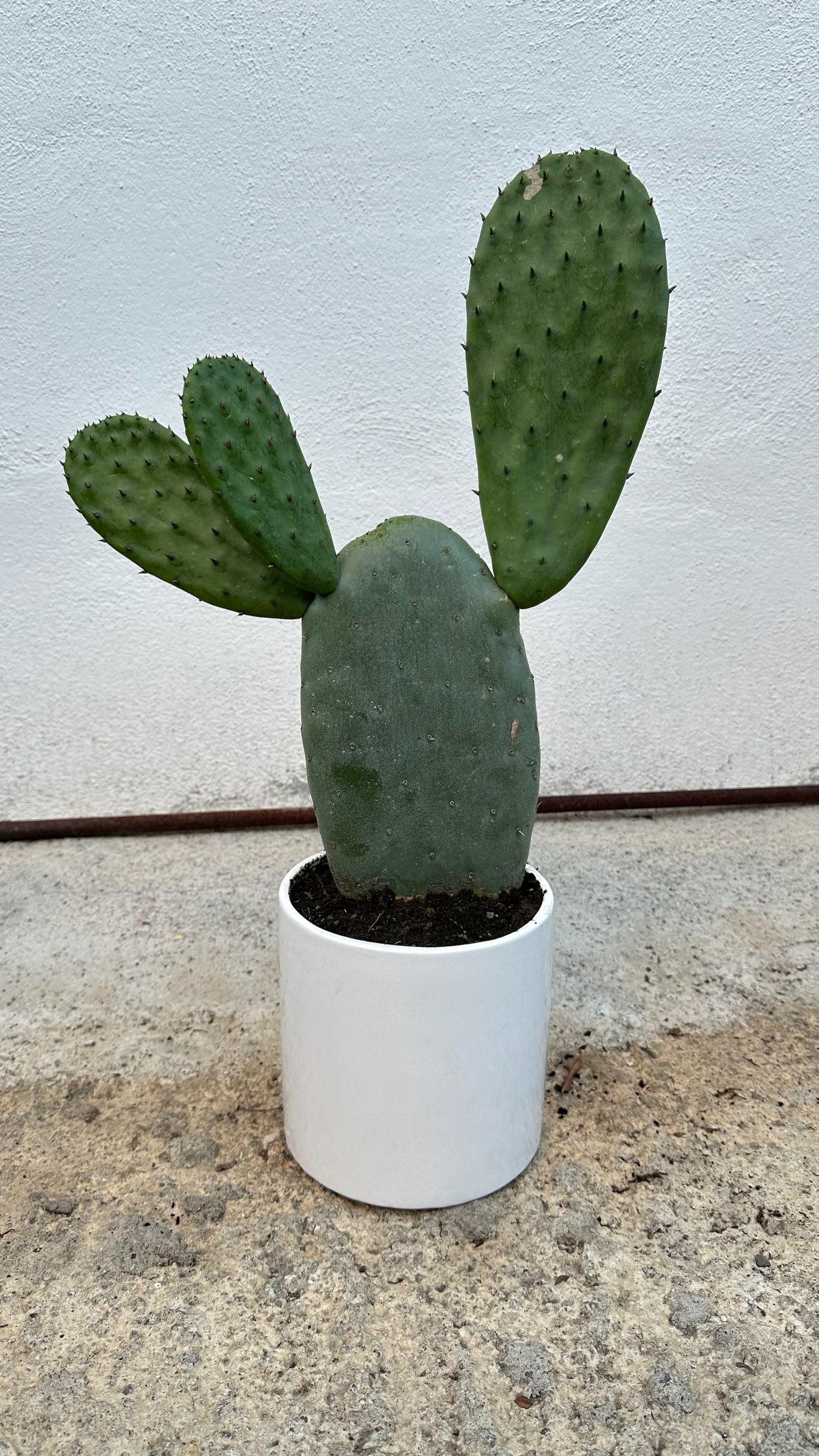 Pianta di Opuntia Ficus Indica - Varietà senza spine