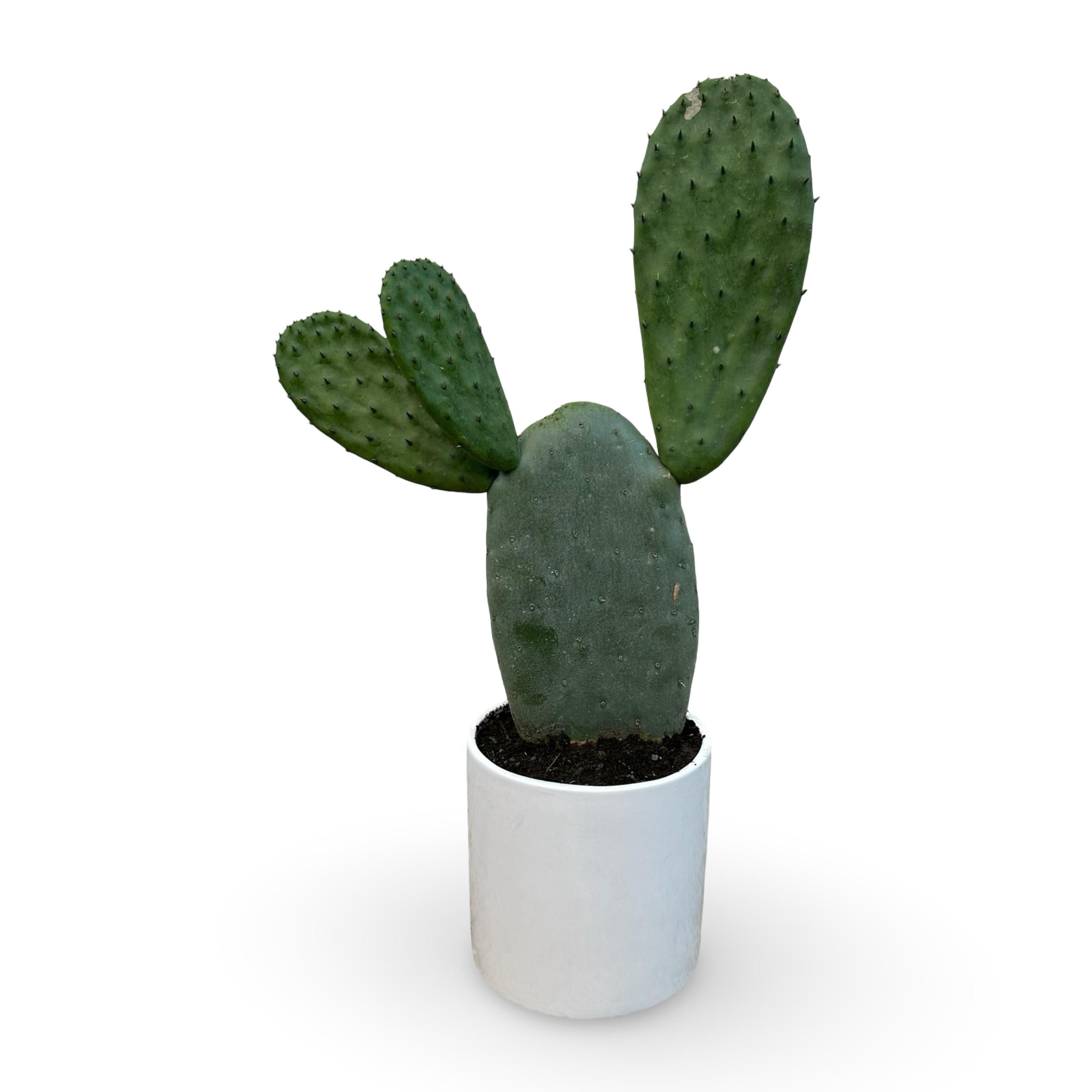 Pianta di Opuntia Ficus Indica - Varietà senza spine