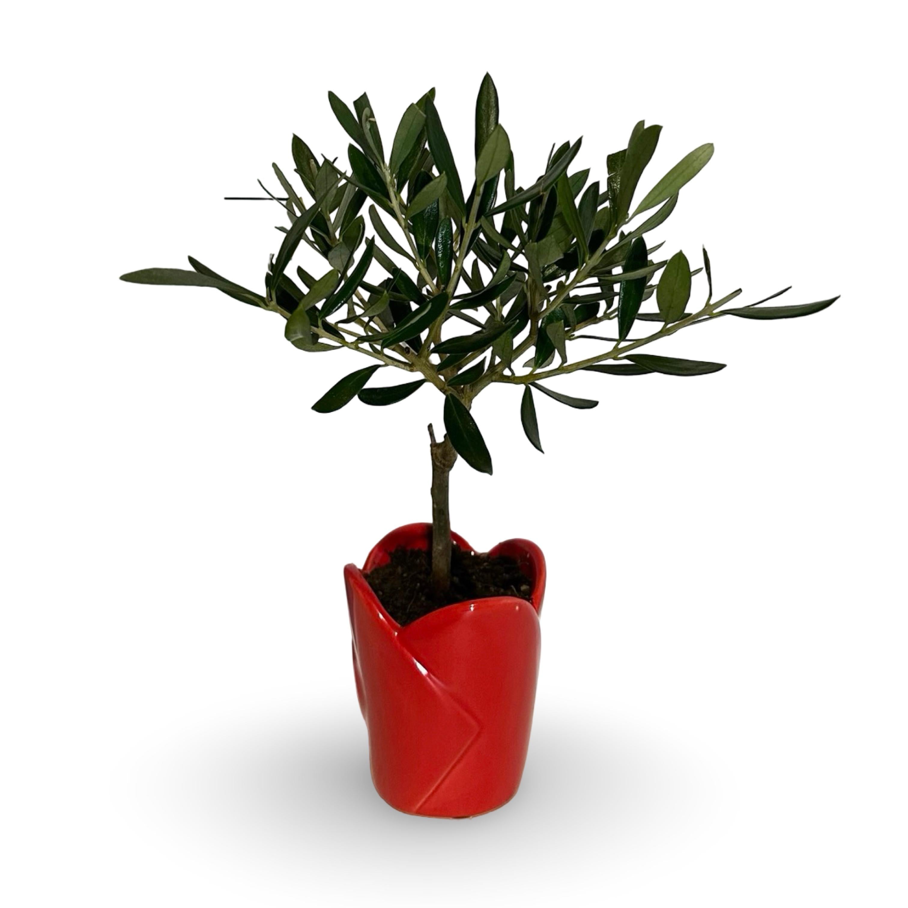 Mini Piantina Ulivo in vaso cuore rosso ceramica CERTIFICATA