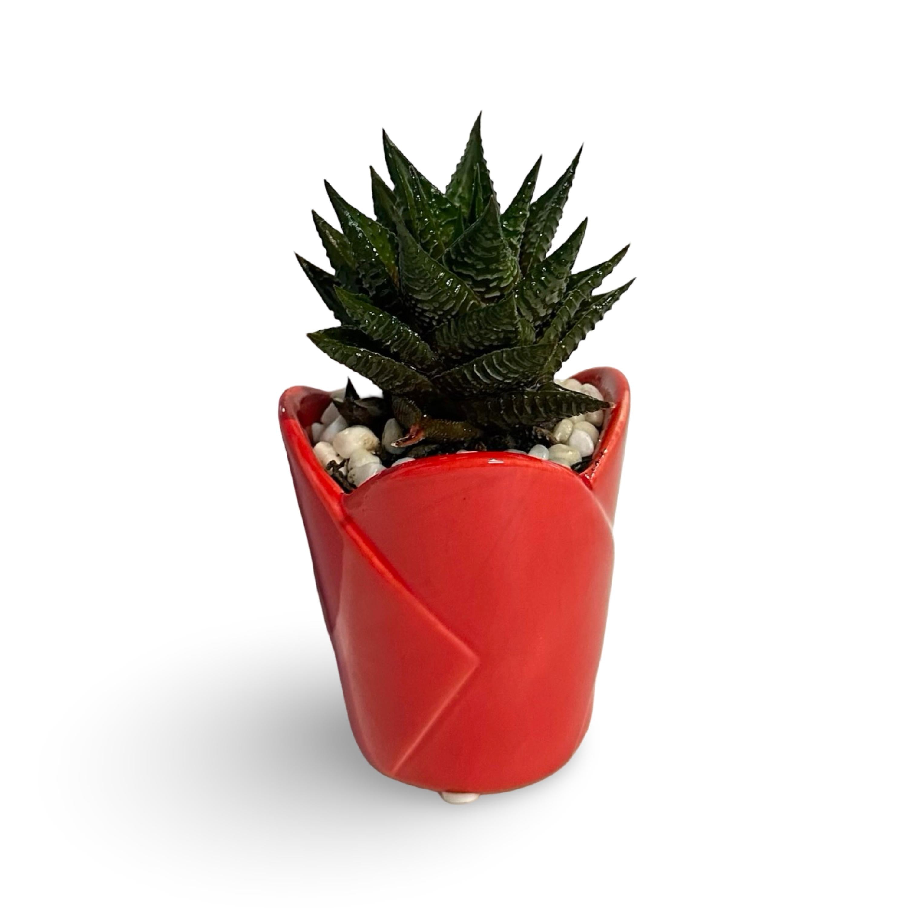 Mini Piantina grassa in vaso rosso cuore ceramica CERTIFICATA