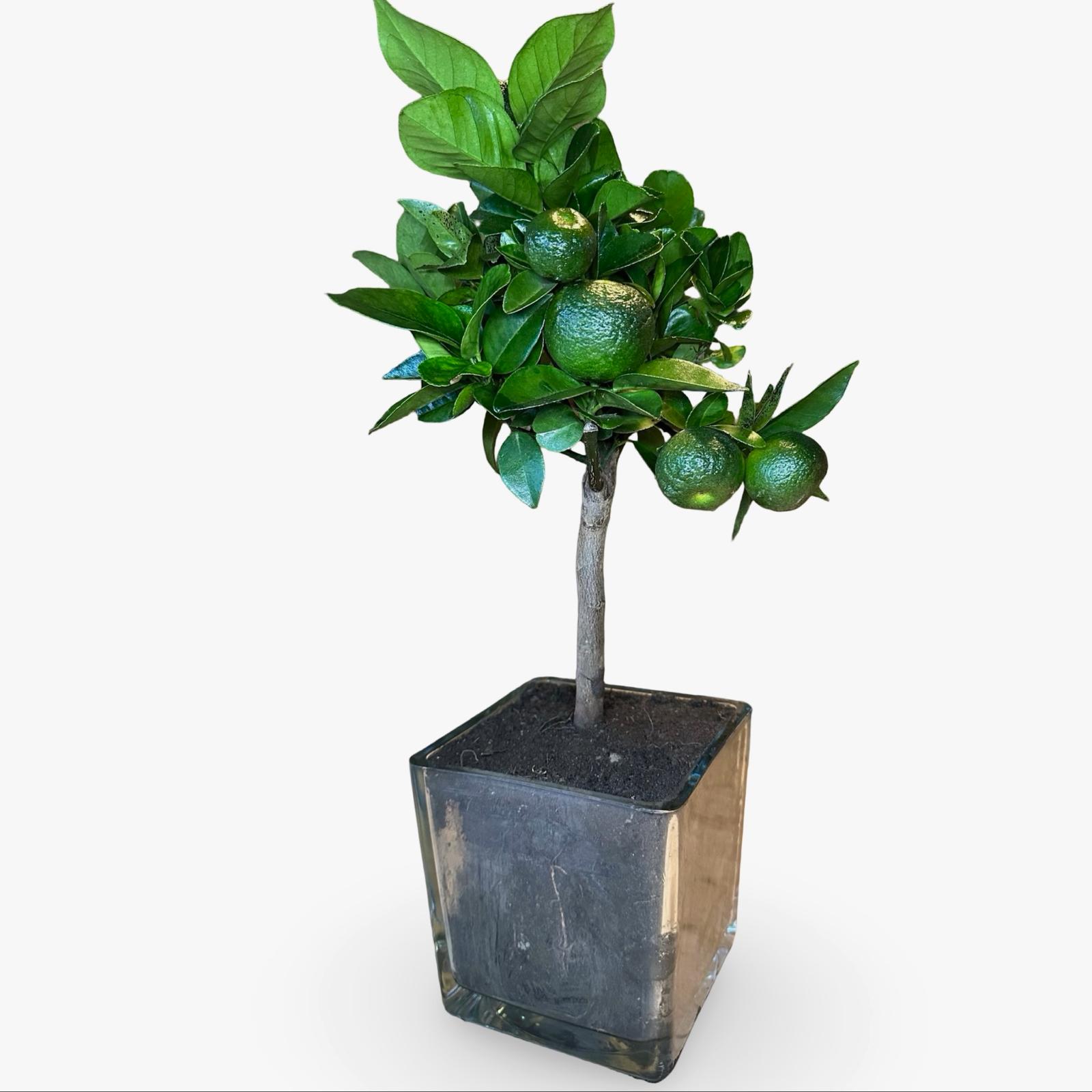 Pianta di Limetta Rossa o PURSHA – Agrume Ornamentale e Fruttifero Prodotto in Sicilia