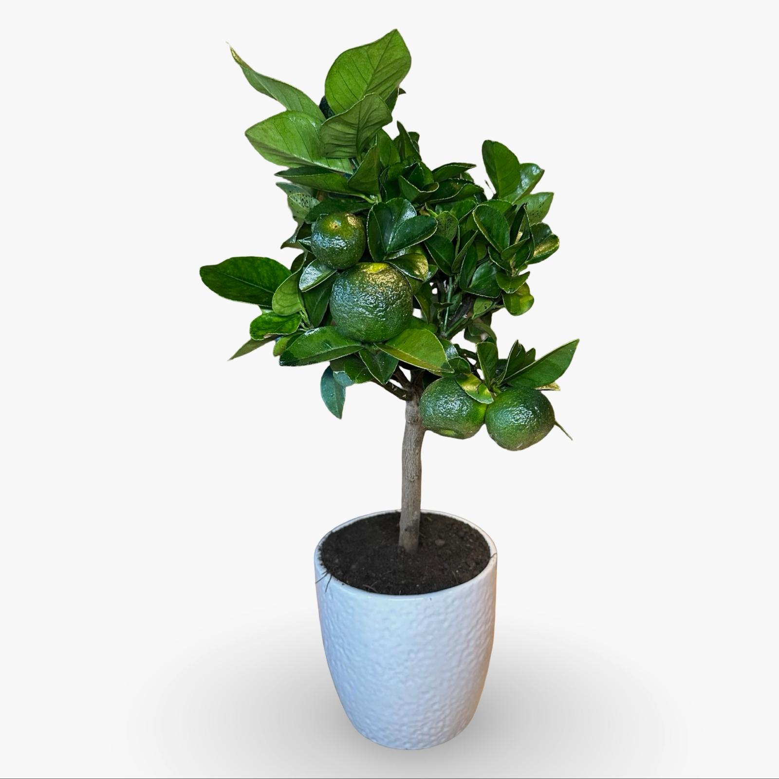 Pianta di Limetta Rossa o PURSHA – Agrume Ornamentale e Fruttifero Prodotto in Sicilia