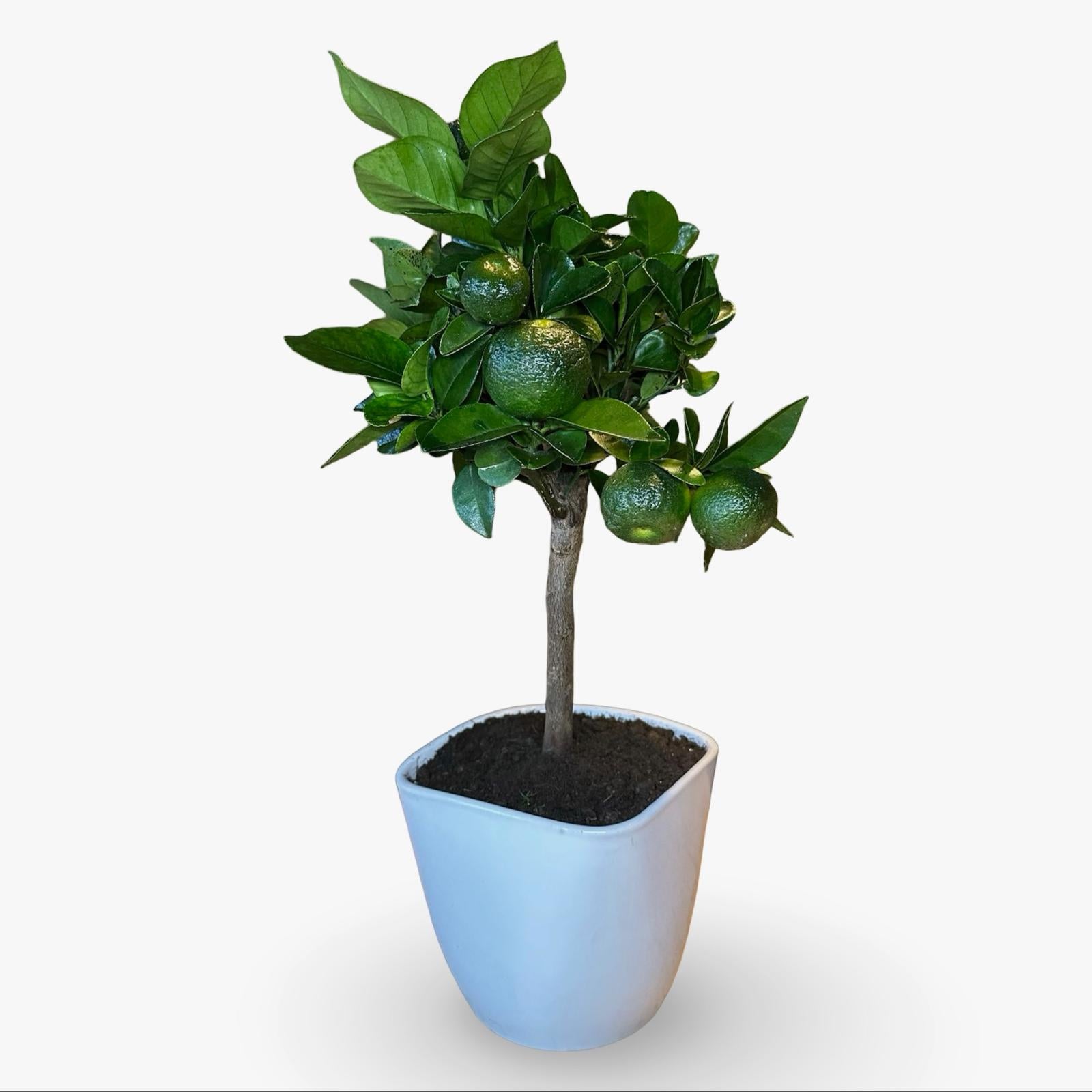 Pianta di Limetta Rossa o PURSHA – Agrume Ornamentale e Fruttifero Prodotto in Sicilia