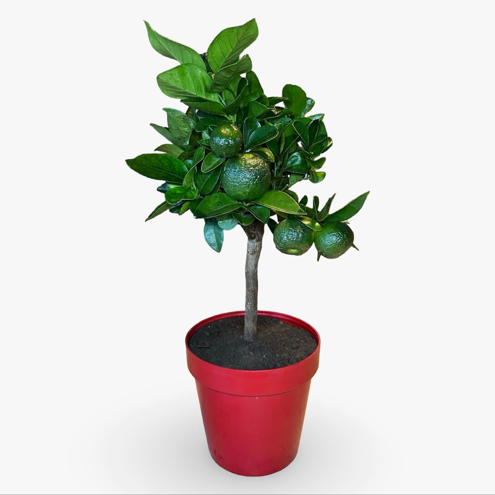 Pianta di Limetta Rossa o PURSHA – Agrume Ornamentale e Fruttifero Prodotto in Sicilia