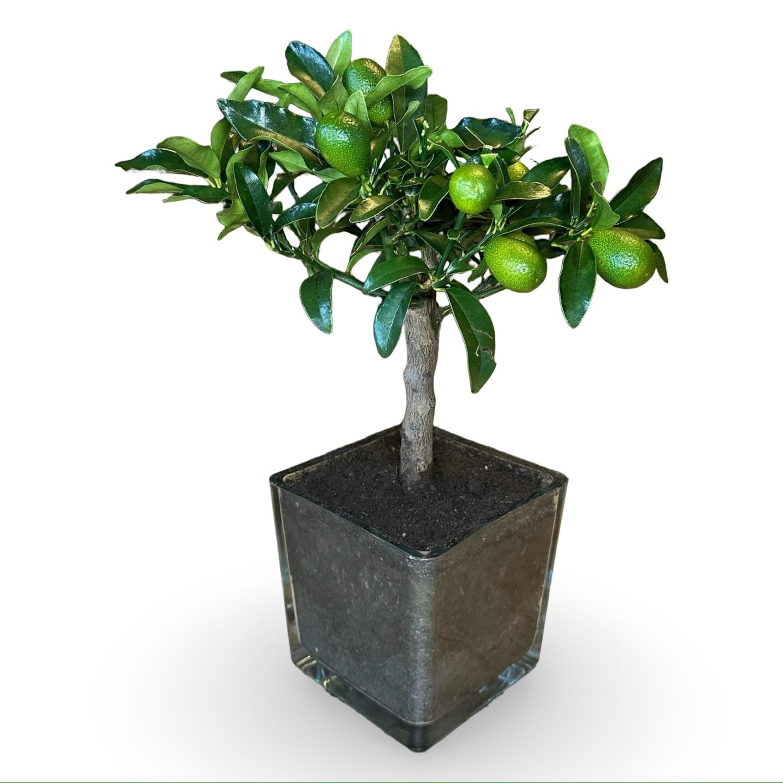 Pianta di Kumquat Fortunella – Agrume Ornamentale e Fruttifero Prodotto in Sicilia