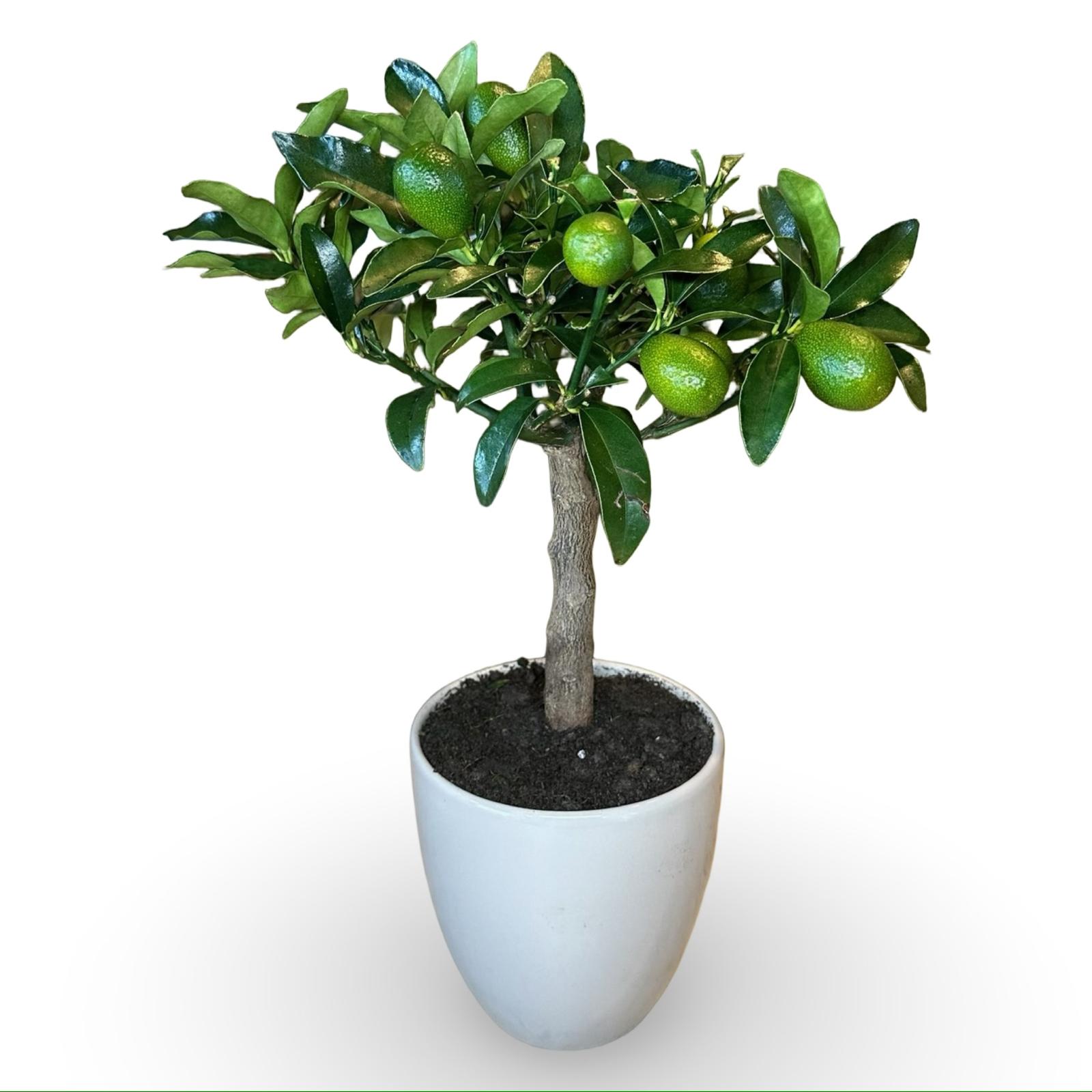 Pianta di Kumquat Fortunella – Agrume Ornamentale e Fruttifero Prodotto in Sicilia