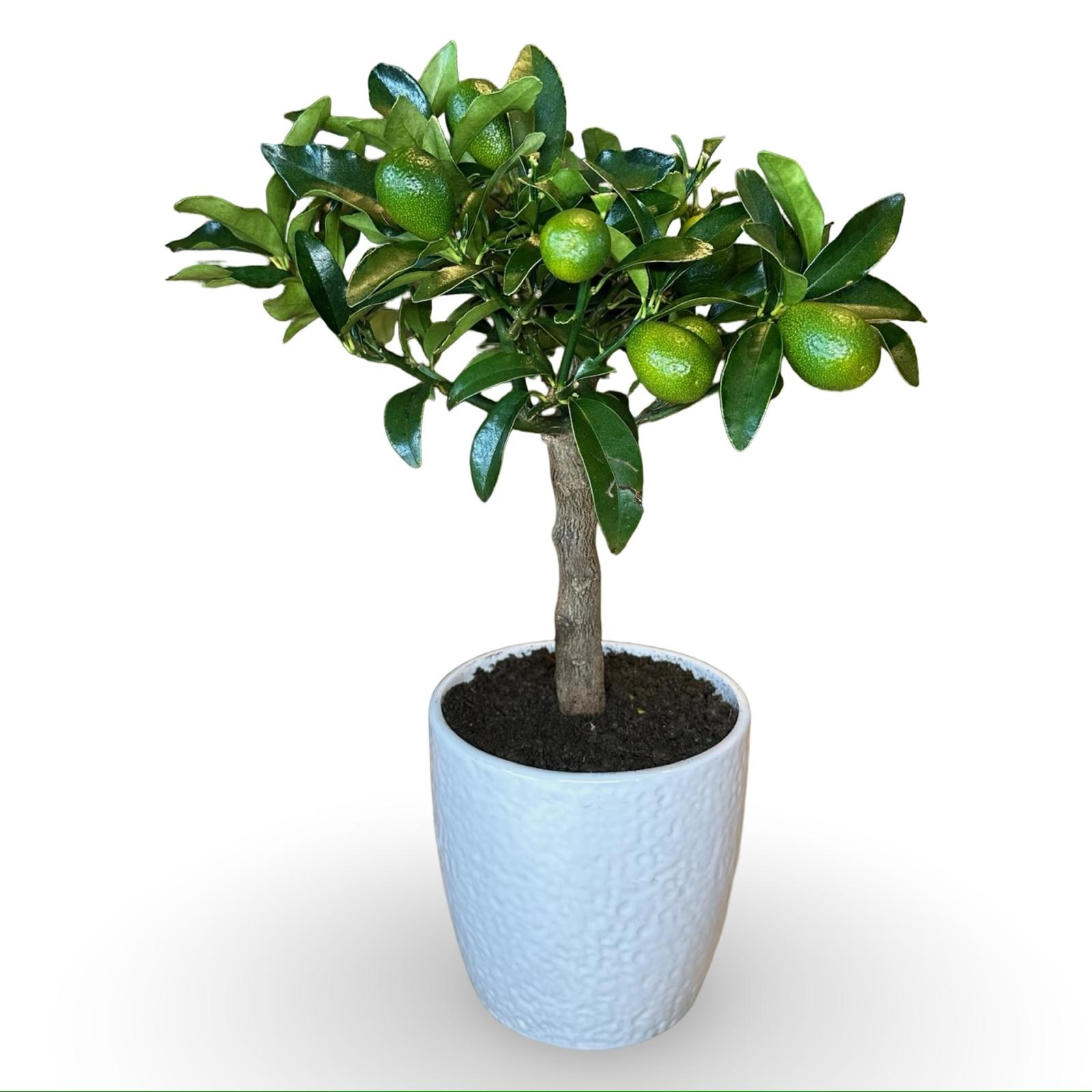 Pianta di Kumquat Fortunella – Agrume Ornamentale e Fruttifero Prodotto in Sicilia