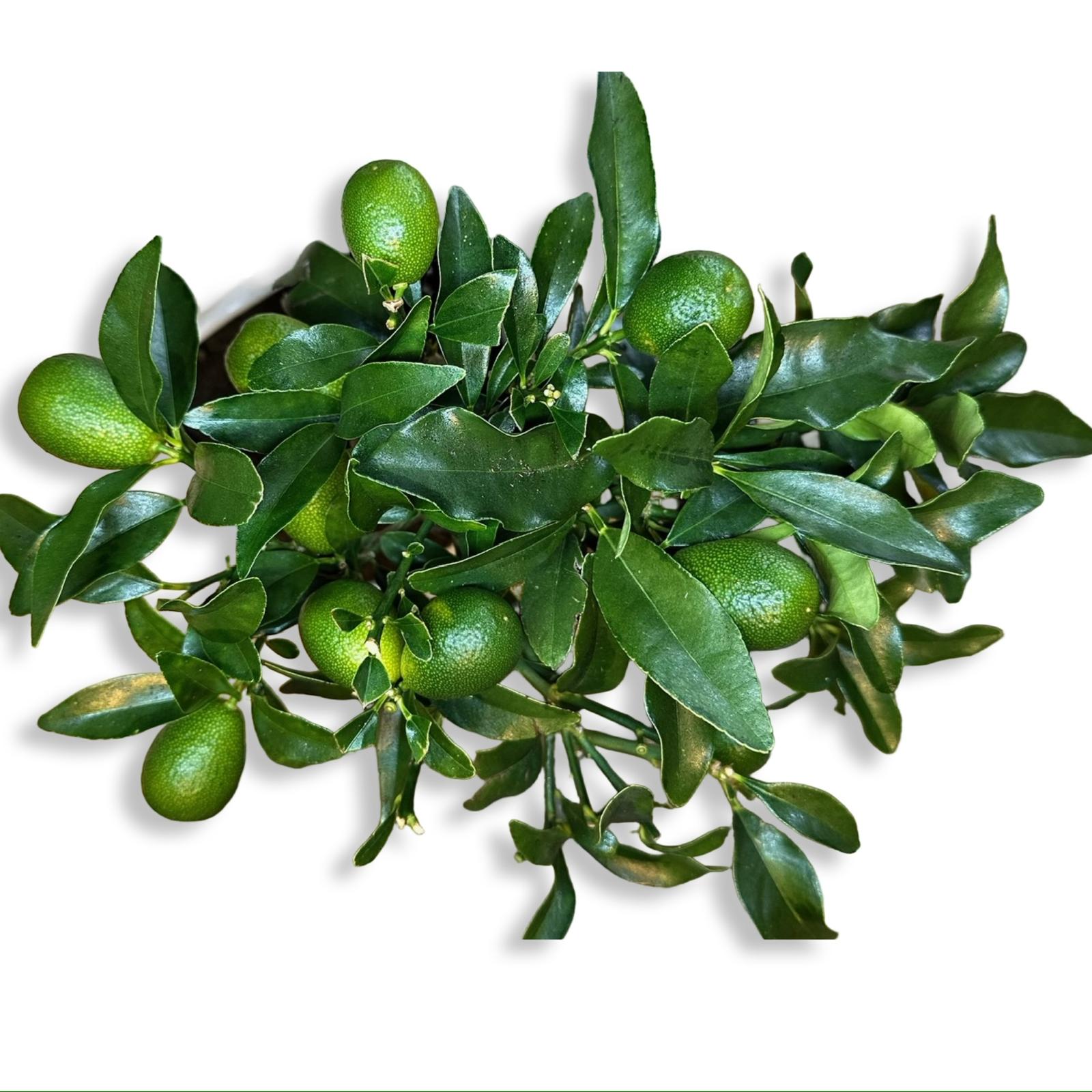 Pianta di Kumquat Fortunella – Agrume Ornamentale e Fruttifero Prodotto in Sicilia