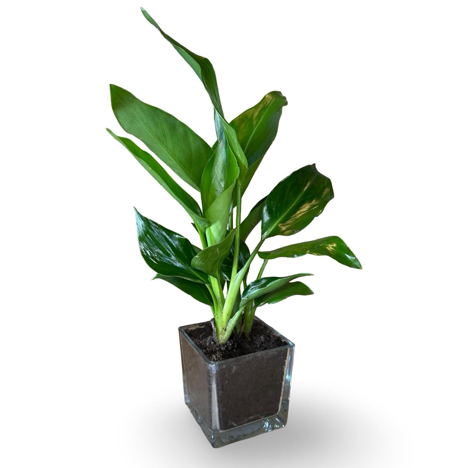 Mini Strelitzia Augusta S.Valentino