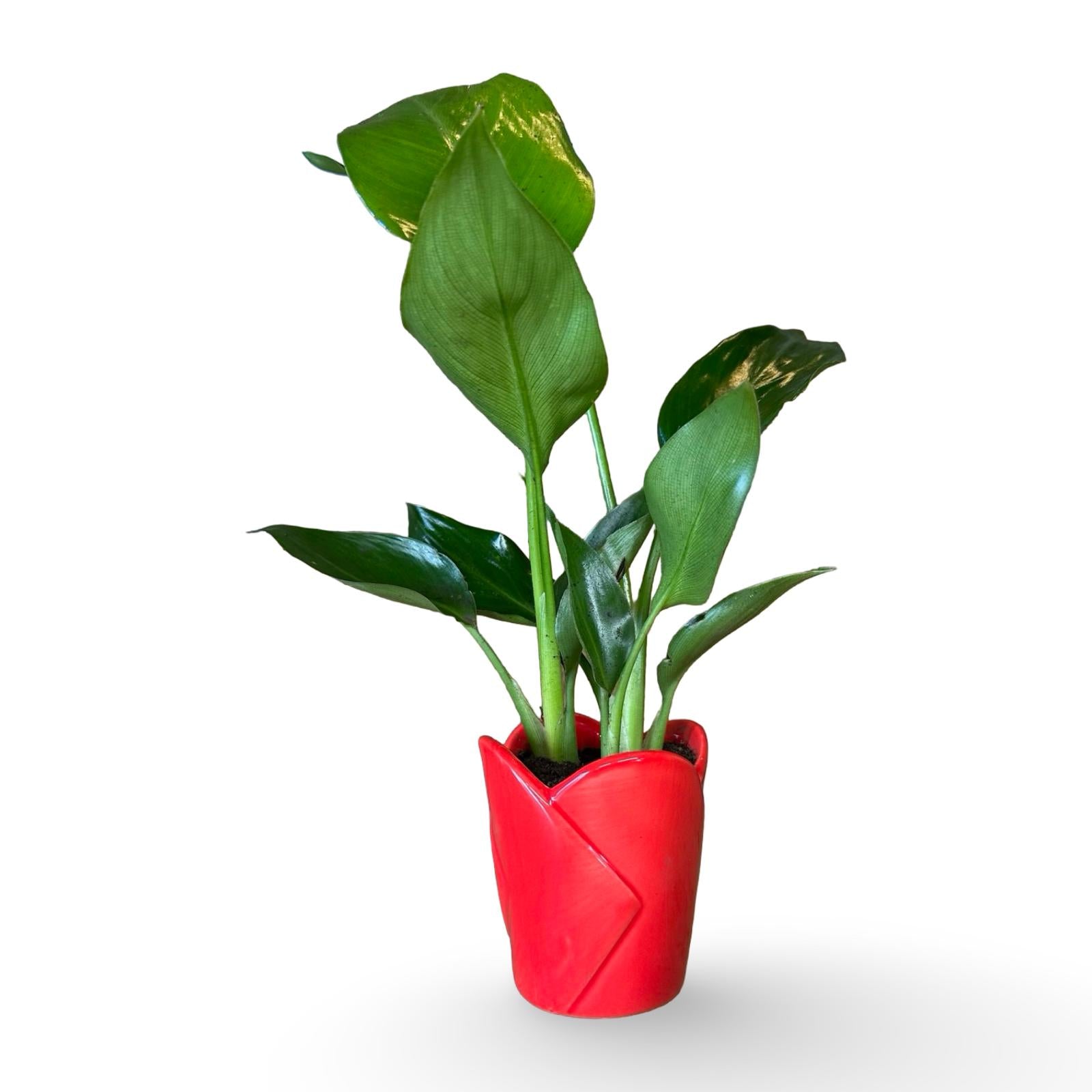 Mini Strelitzia Augusta S.Valentino