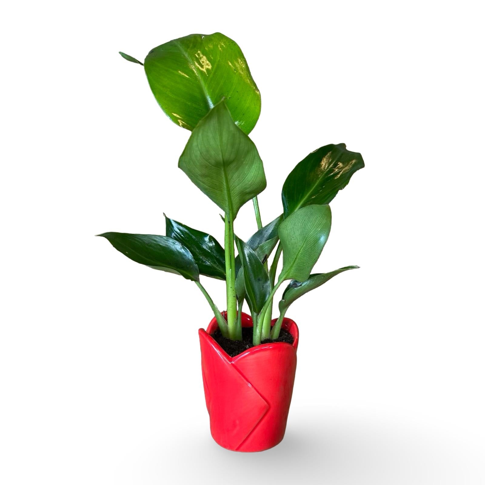 Mini Strelitzia Augusta S.Valentino