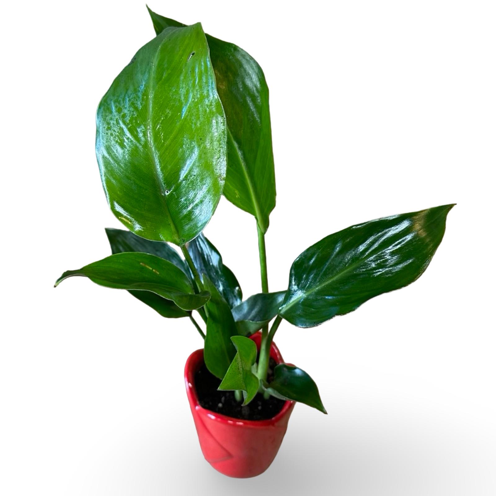 Mini Strelitzia Augusta S.Valentino