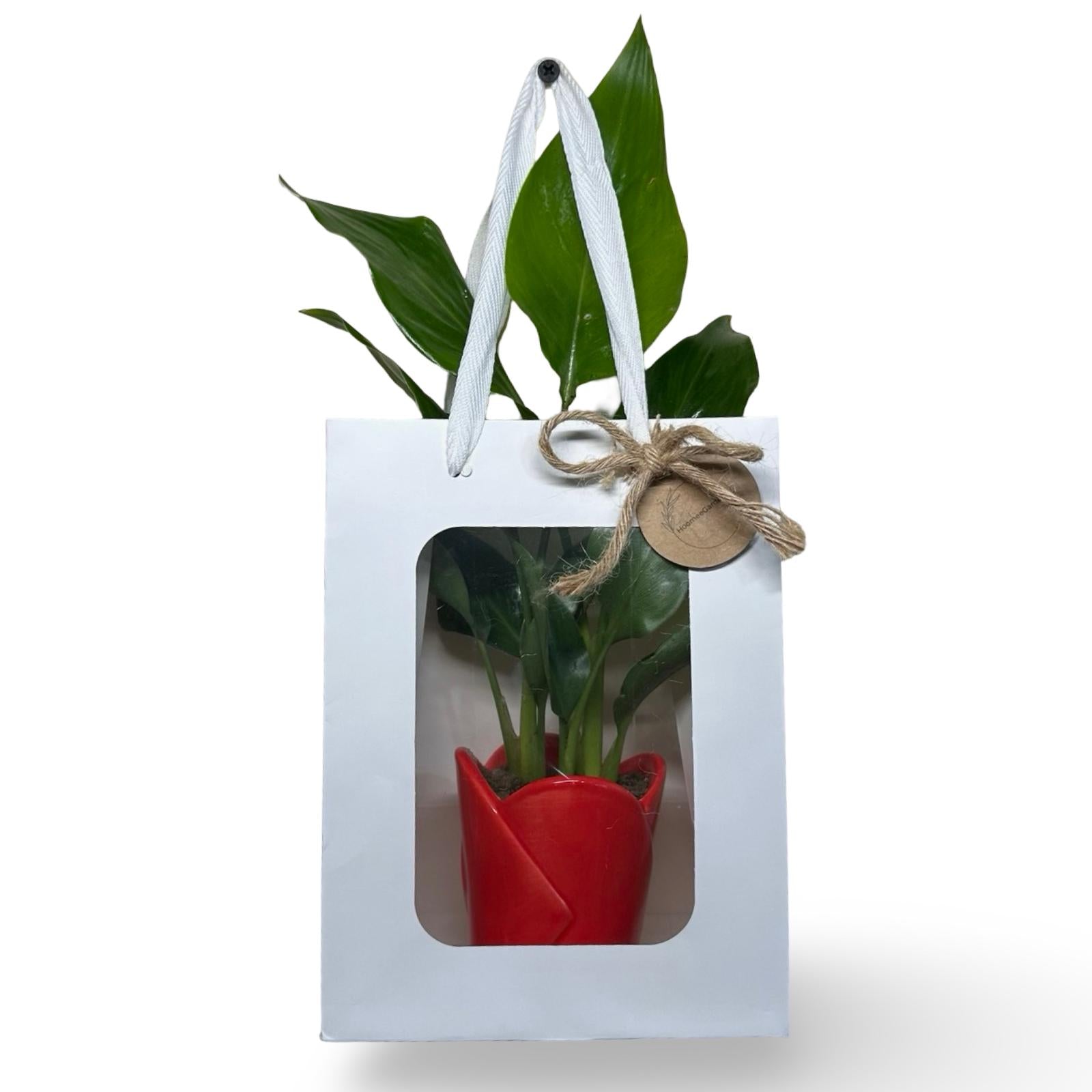 Mini Strelitzia Augusta S.Valentino