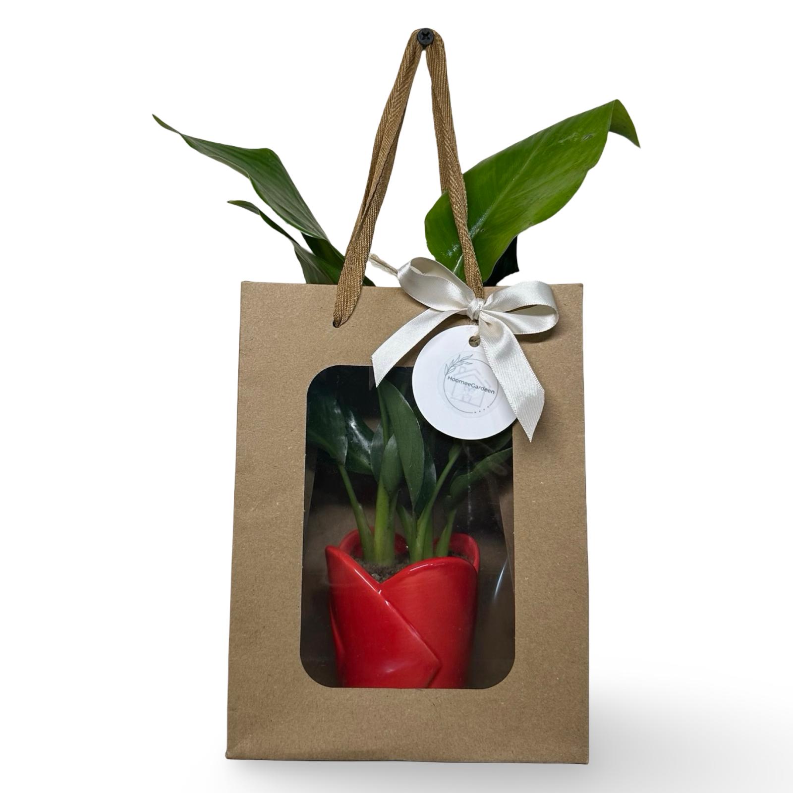 Mini Strelitzia Augusta S.Valentino