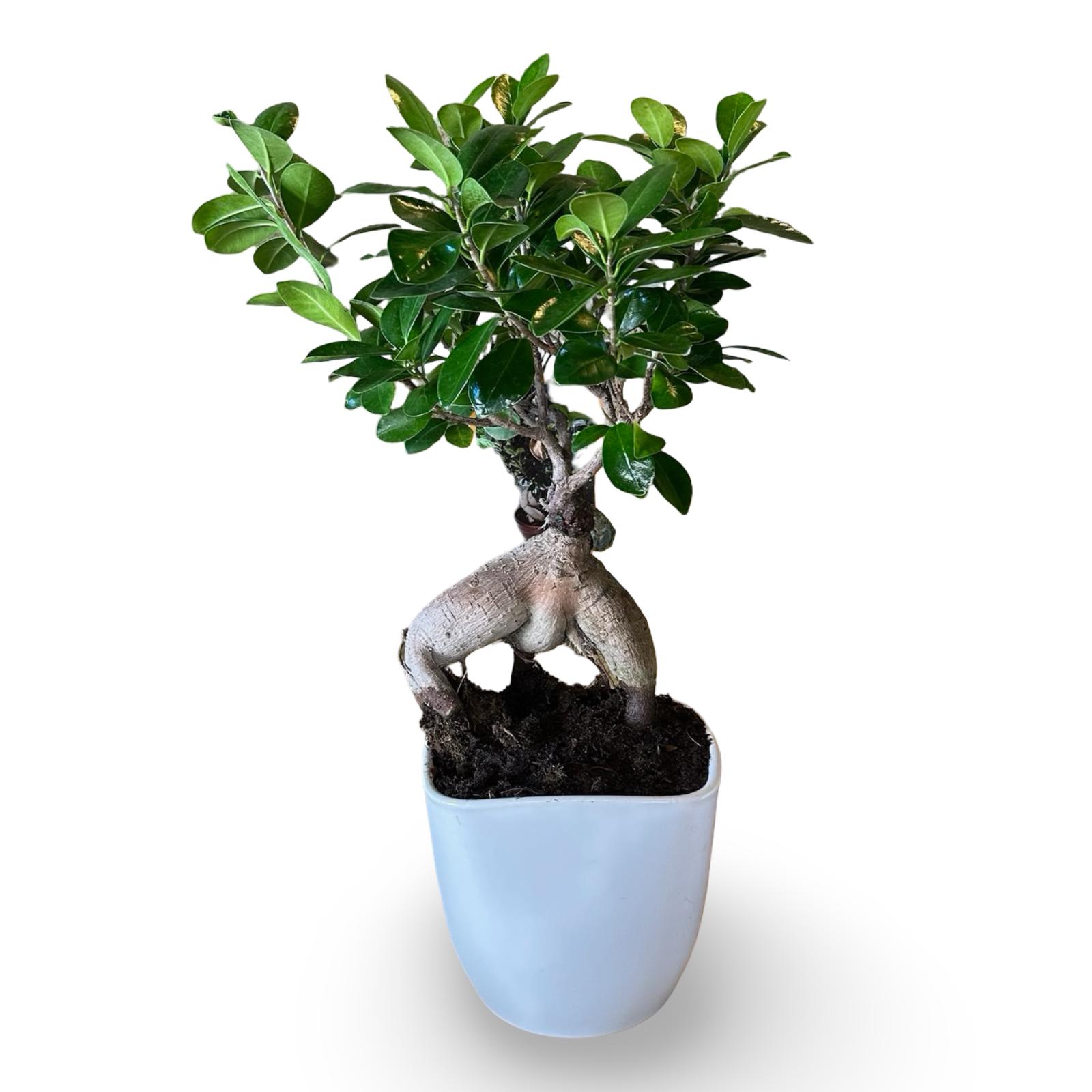Bonsai Ginseng Ficus Microcarpa vaso Ceramica o Vetro