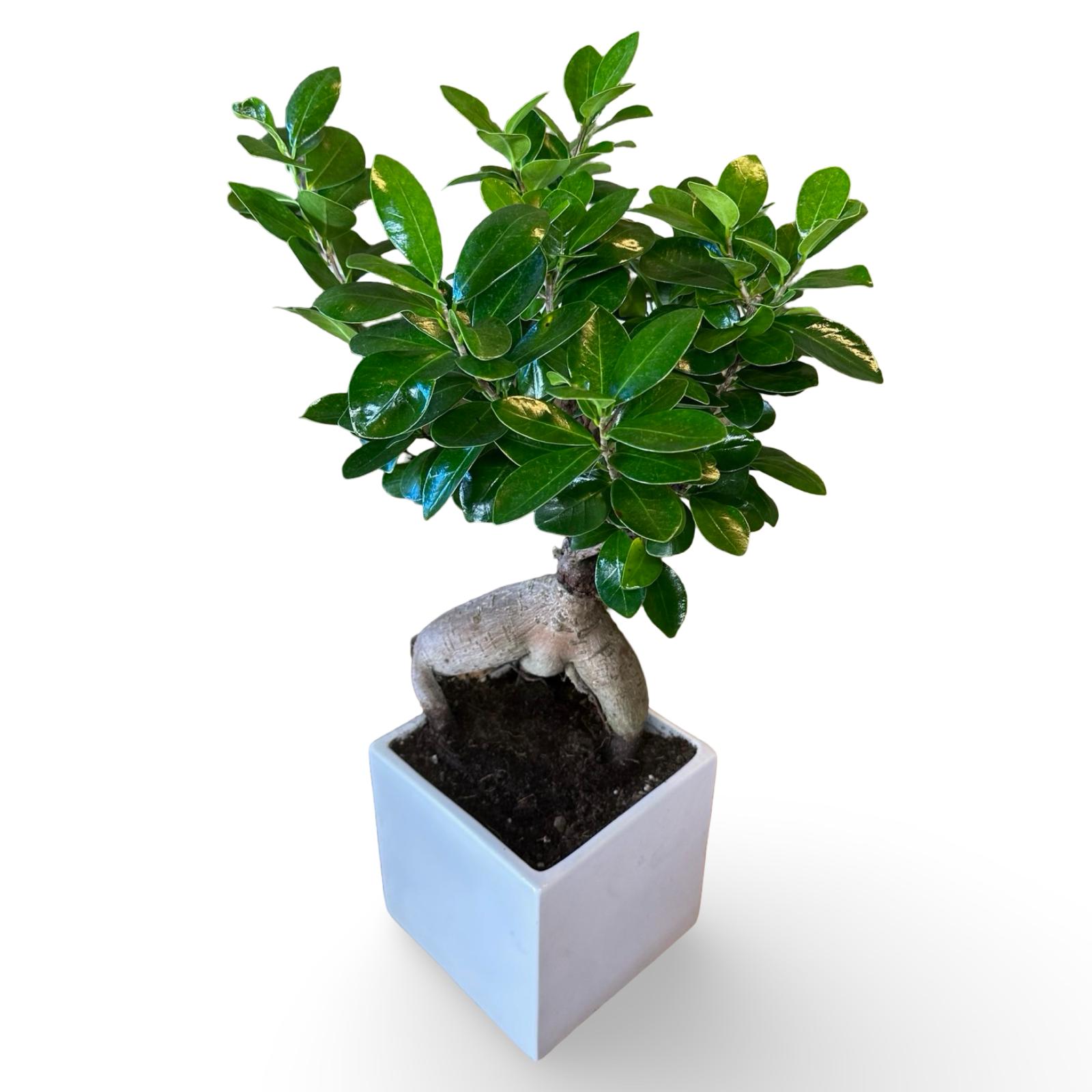 Bonsai Ginseng Ficus Microcarpa vaso Ceramica o Vetro